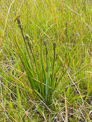 Caesia calliantha