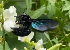 Xylocopa nasalis