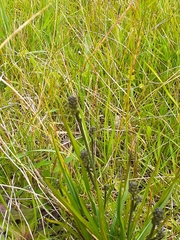 Caesia calliantha