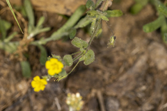 Erythranthe moschata