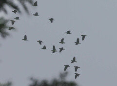 Amazona viridigenalis