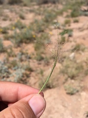 Muhlenbergia arenacea