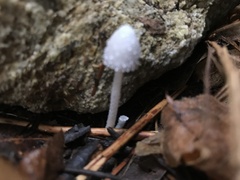Coprinopsis