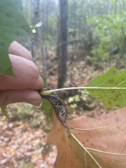 Melikaiella tumifica