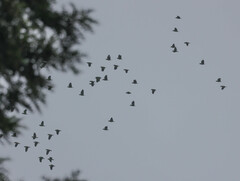 Amazona viridigenalis