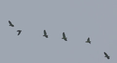 Amazona viridigenalis