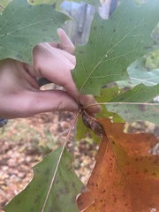 Melikaiella tumifica