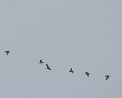 Amazona viridigenalis