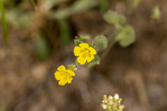 Erythranthe moschata