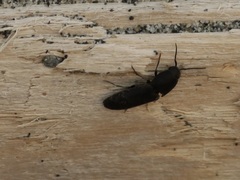 Dromaeolus