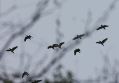 Amazona viridigenalis
