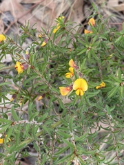 Pultenaea hispidula