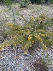 Pultenaea hispidula