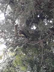 Anthornis melanura