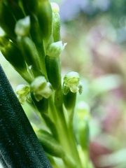 Microtis arenaria
