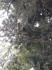 Anthornis melanura