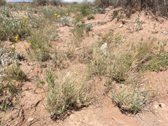 Muhlenbergia arenacea