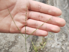 Digitaria radicosa