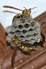 Polistes diabolicus