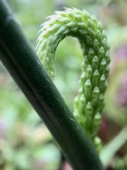 Microtis arenaria