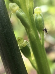 Microtis arenaria