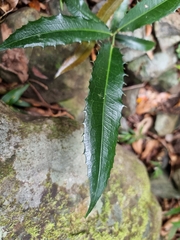 Wilkiea macrophylla