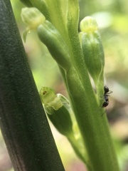 Microtis arenaria
