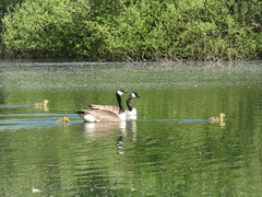 Branta canadensis