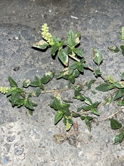 Amaranthus deflexus