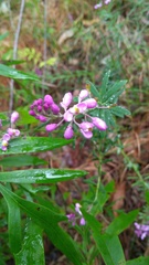 Comesperma esulifolium