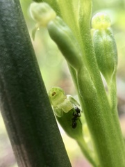 Microtis arenaria