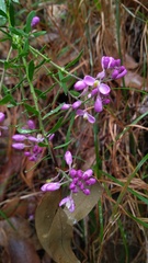 Comesperma esulifolium