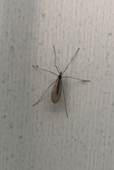 Trichocera annulata
