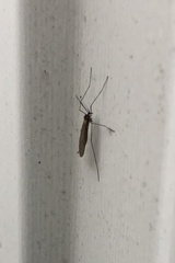 Trichocera annulata