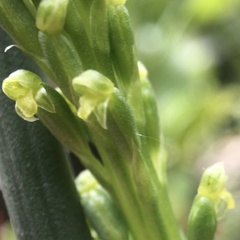 Microtis arenaria