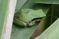 Hyla meridionalis