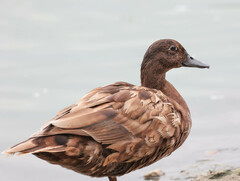 Anas platyrhynchos × Cairina moschata