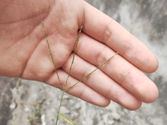 Digitaria radicosa