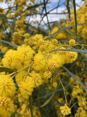 Acacia saligna