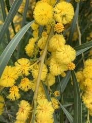 Acacia saligna