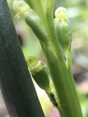 Microtis arenaria