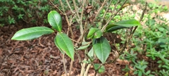 Camellia nitidissima