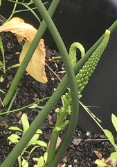 Microtis arenaria