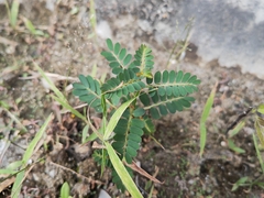 Phyllanthus urinaria