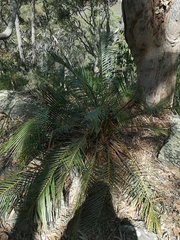 Macrozamia communis