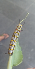 Danaus