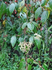 Viburnum luzonicum