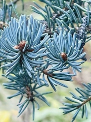 Picea pungens