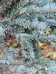 Picea pungens