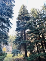 Picea pungens